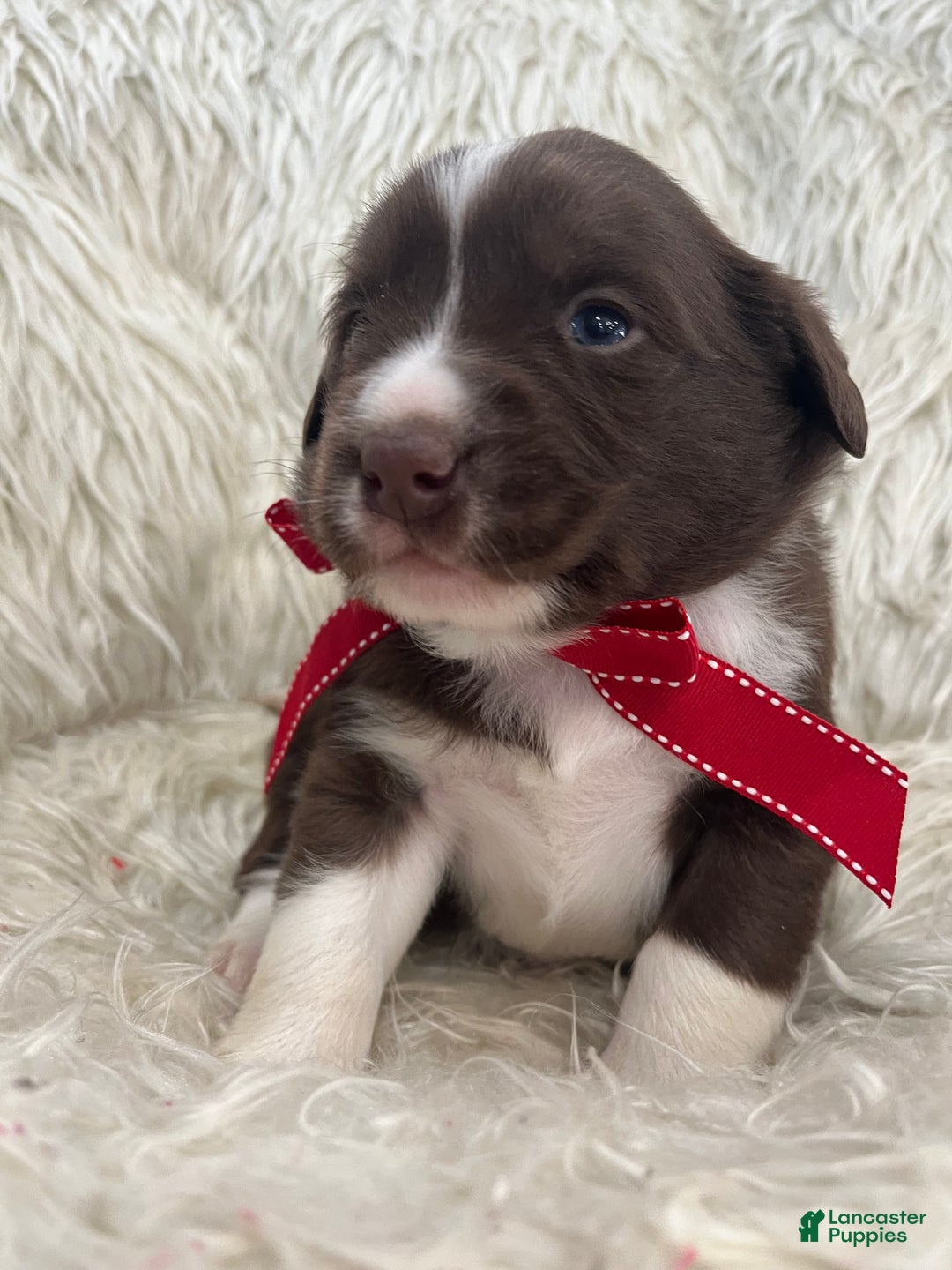 Mixed Breed dogs for sale: Bear - Ad 3