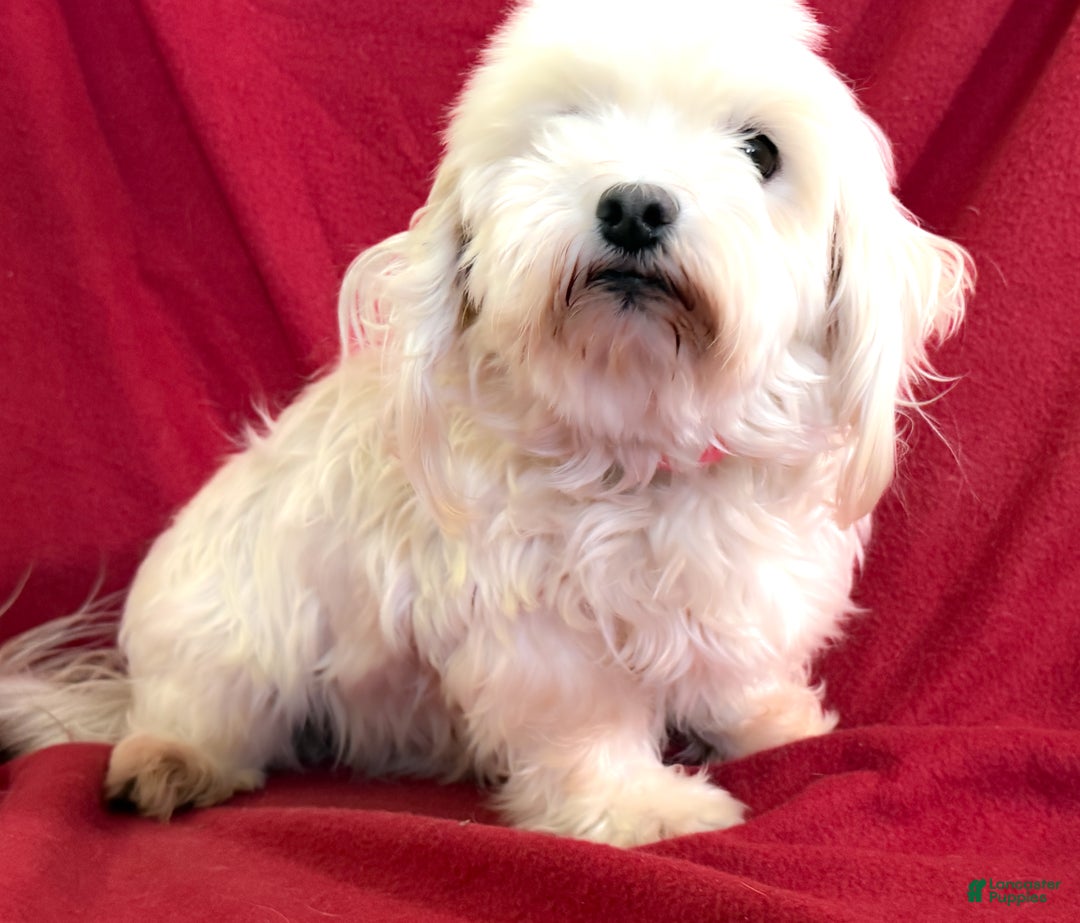 Maltese dogs for sale: Lexi - Ad 2