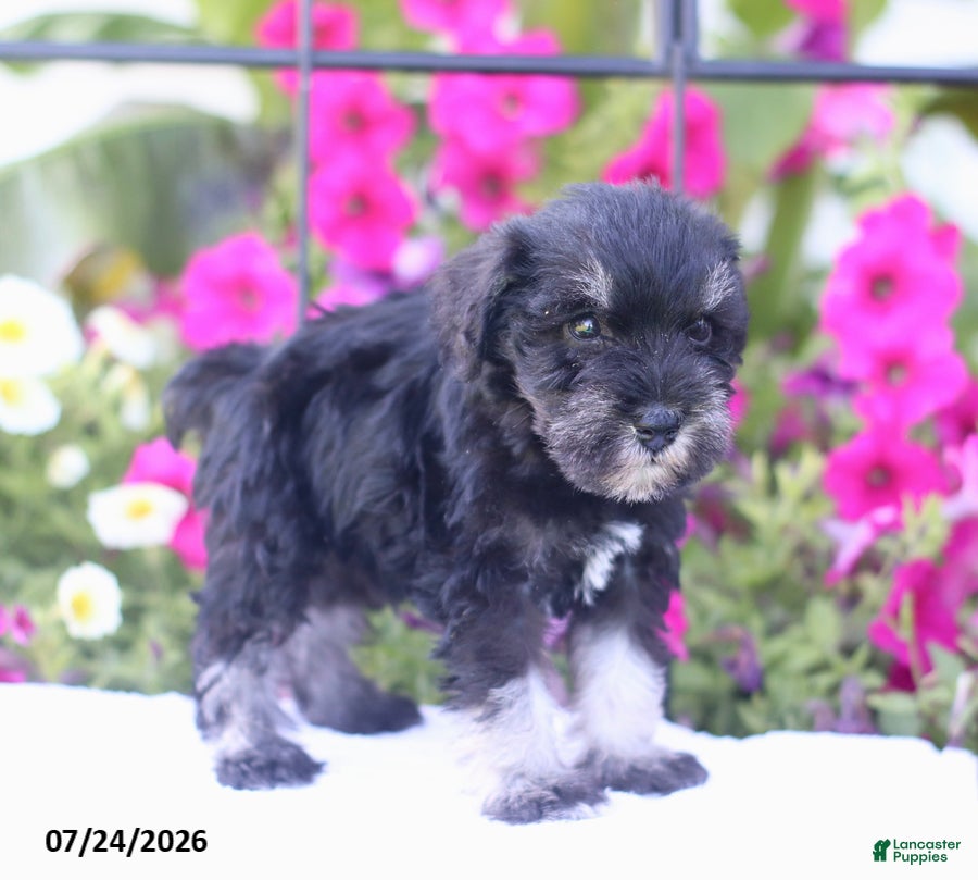 Miniature Schnauzer dogs Clifford - Ad 2