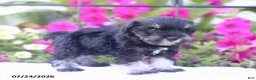 Miniature Schnauzer dogs for sale: Clifford - Ad 2
