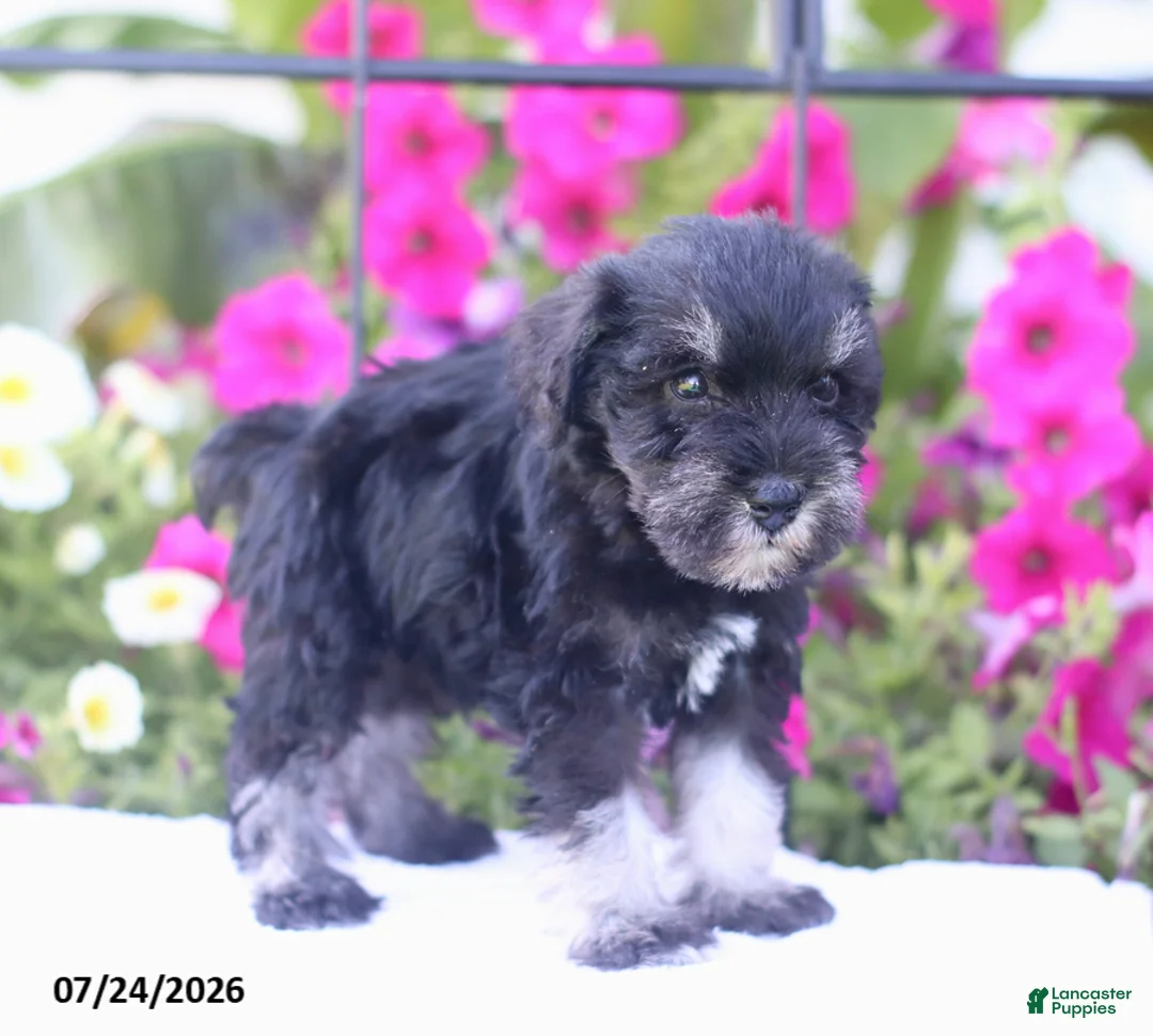 Miniature Schnauzer dogs for sale: Clifford - Ad 2