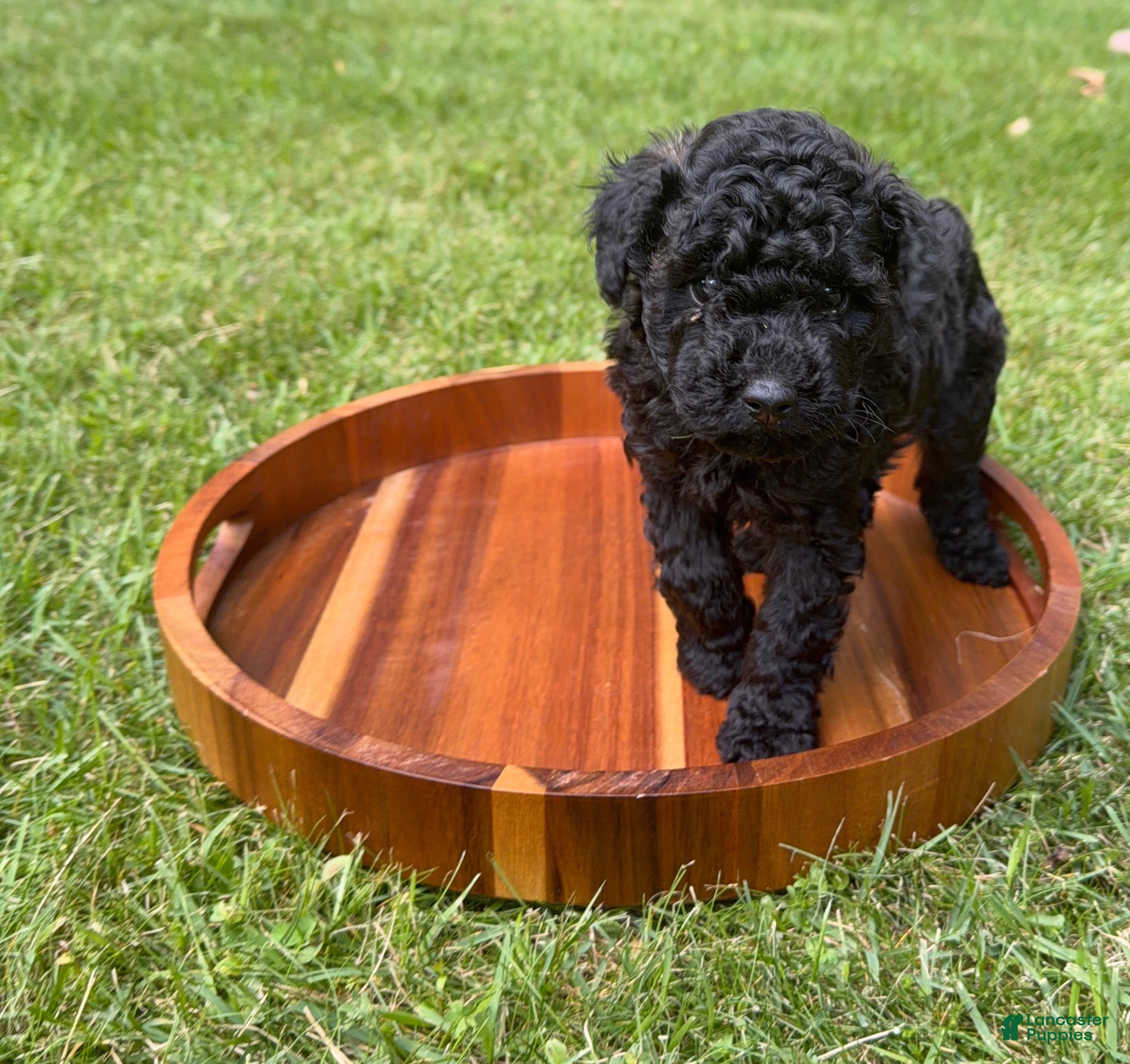 Toy Poodle dogs Jackson  - Ad 35