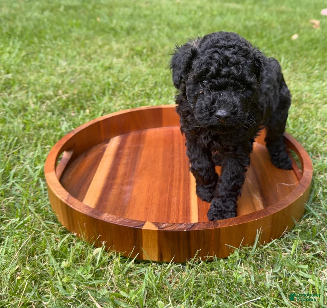 Toy Poodle dogs for sale: Jackson  - Ad 1