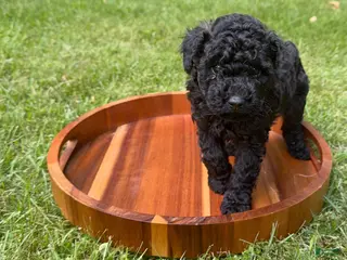 Toy Poodle dogs Jackson - Ad 35
