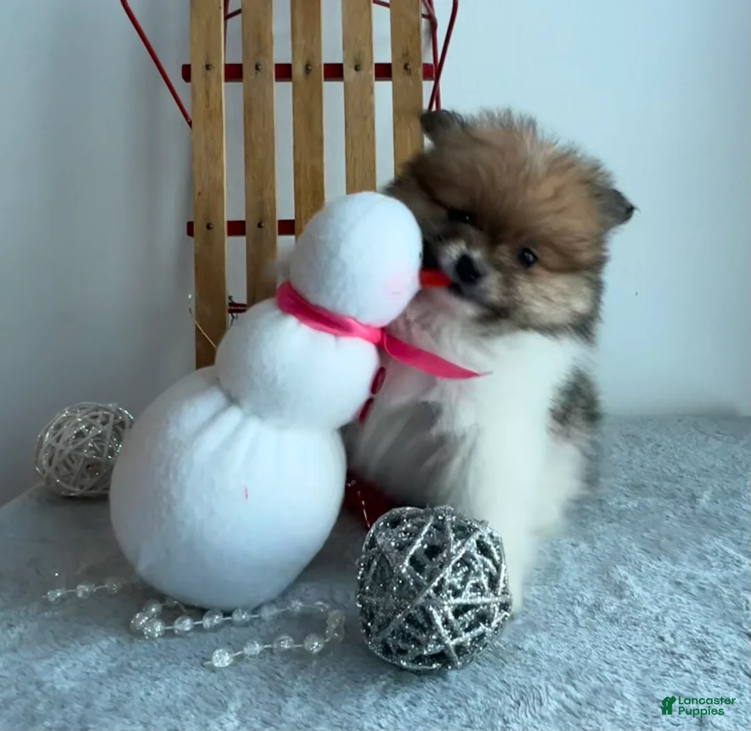 Pomeranian dogs for sale: Tiny - Ad 3