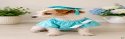Jack Russell Terrier dogs for sale: Jack Russell Terrier  - Ad 2
