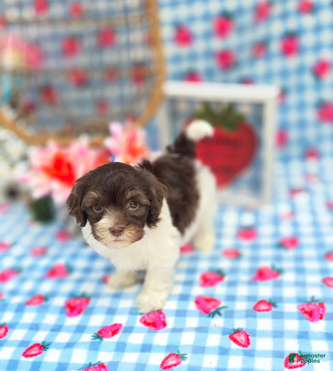Havapoo dogs for sale: Derby - Ad 1