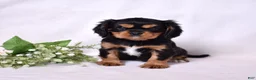 Cavalier King Charles Spaniel dogs for sale: Gizmo | Genetically Screened  - Ad 5