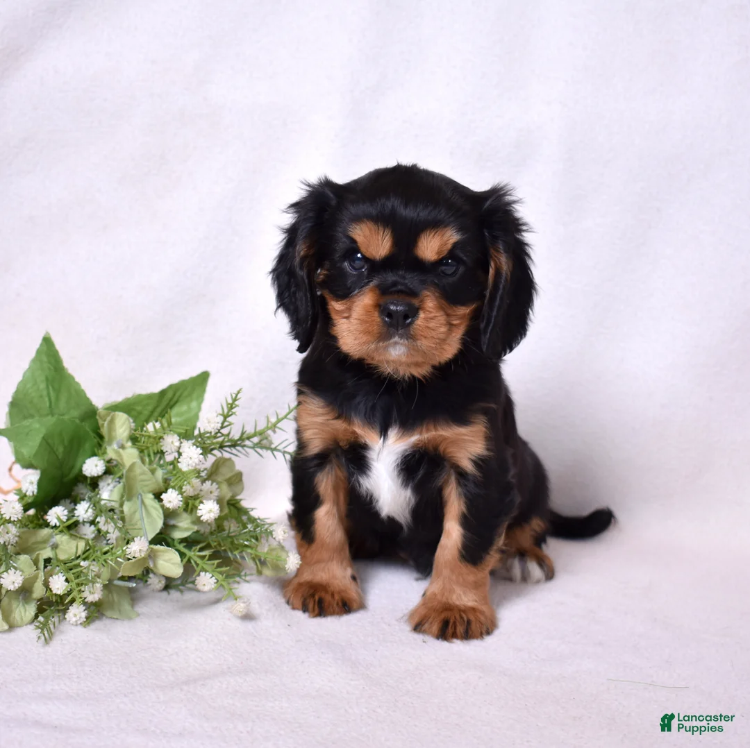 Cavalier King Charles Spaniel dogs for sale: Gizmo | Genetically Screened  - Ad 5