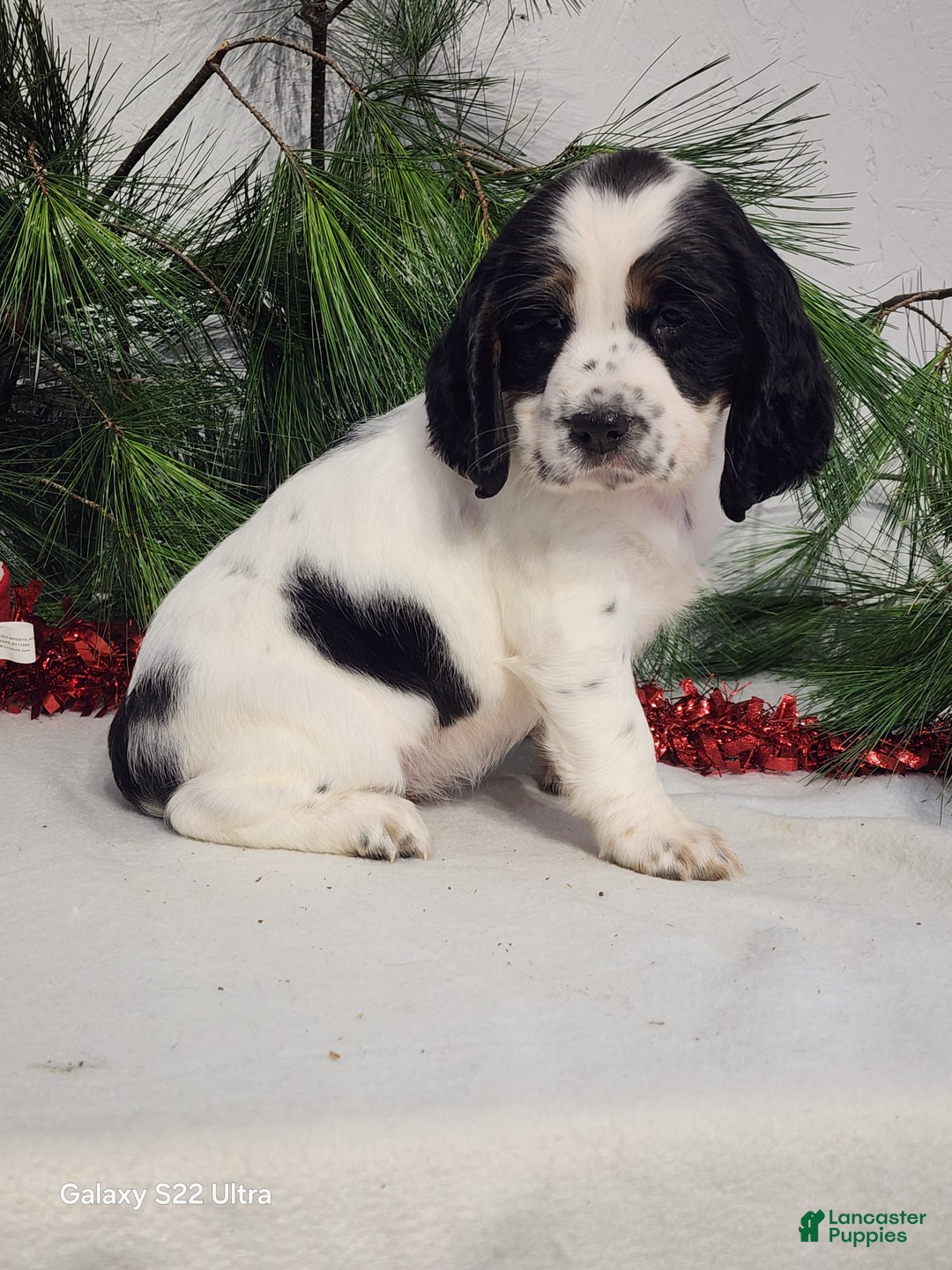 English Springer Spaniel dogs for sale: Marc - Ad 5