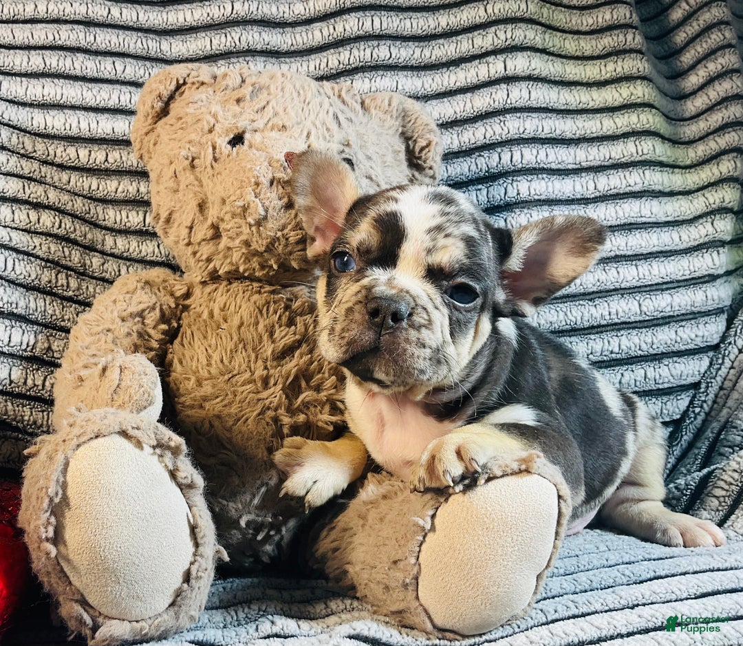 French Bulldog dogs for sale: MILLIE  - Ad 6