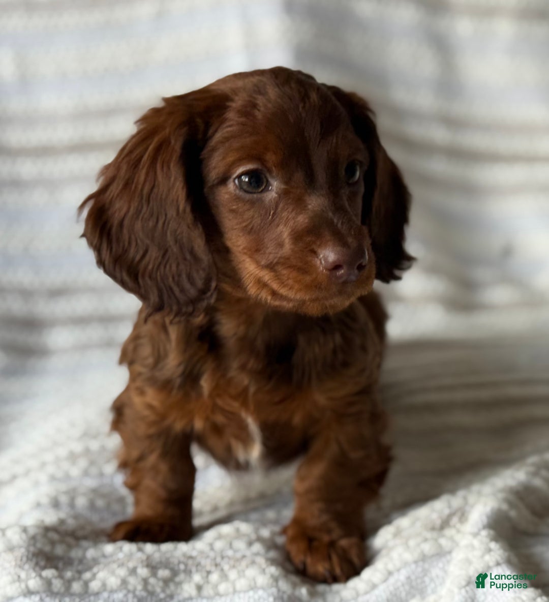 Miniature Dachshund dogs for sale: Frosty  - Ad 2