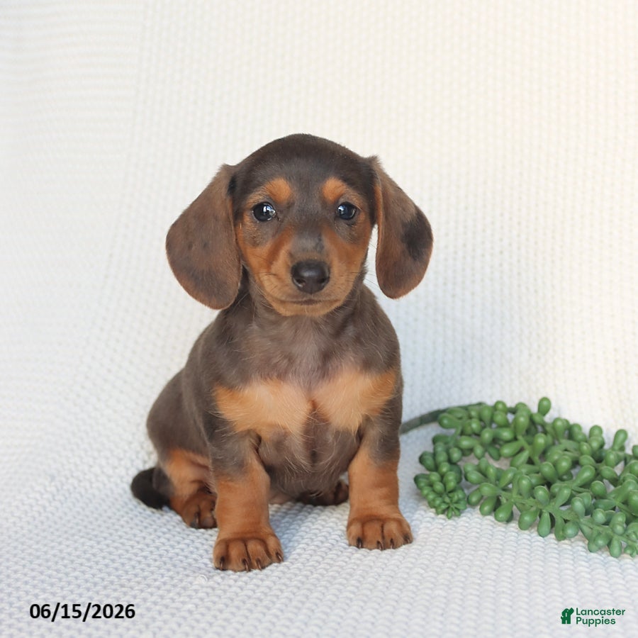 Miniature Dachshund dogs Dolly - Ad 1