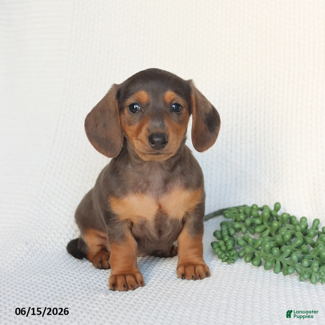 Miniature Dachshund dogs for sale: Dolly - Ad 1