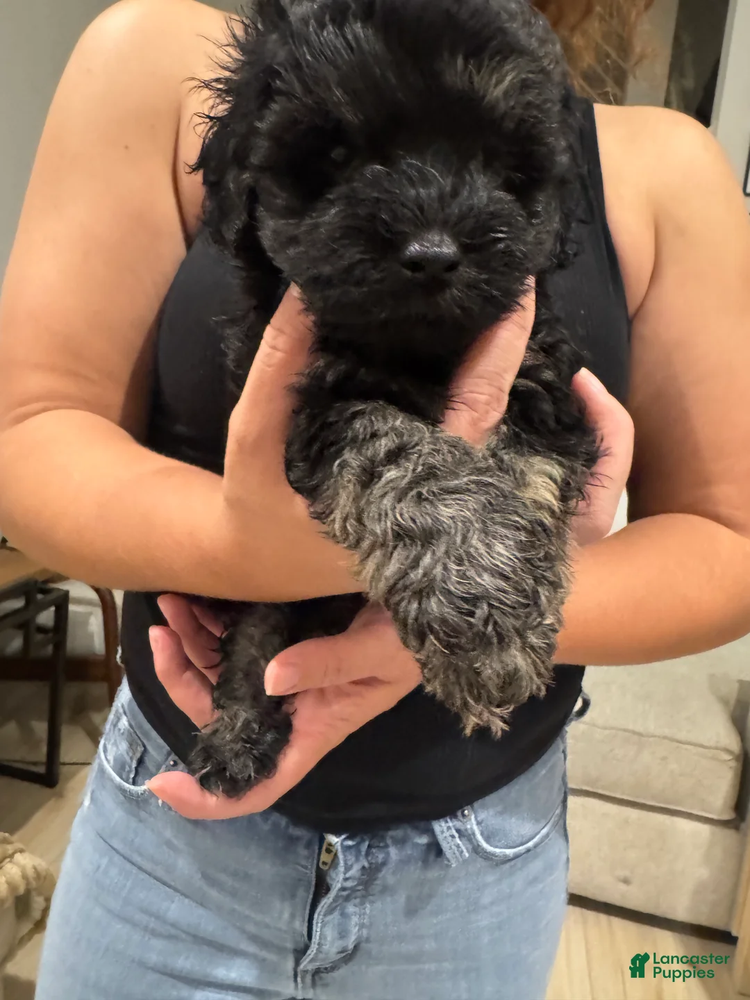 Schnoodle dogs for sale: George Lopez - Ad 1