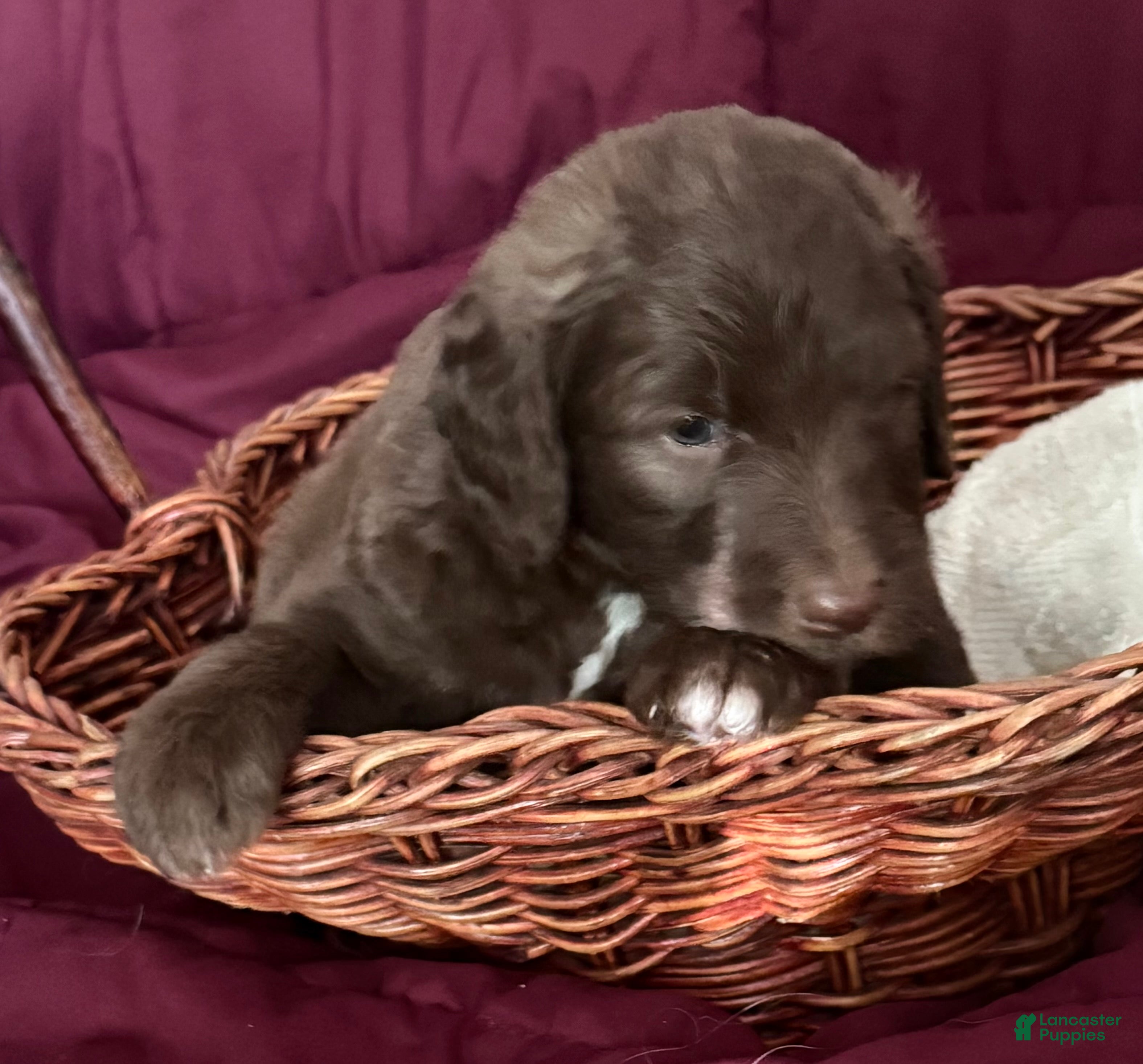 Goldendoodle dogs Red - Ad 1