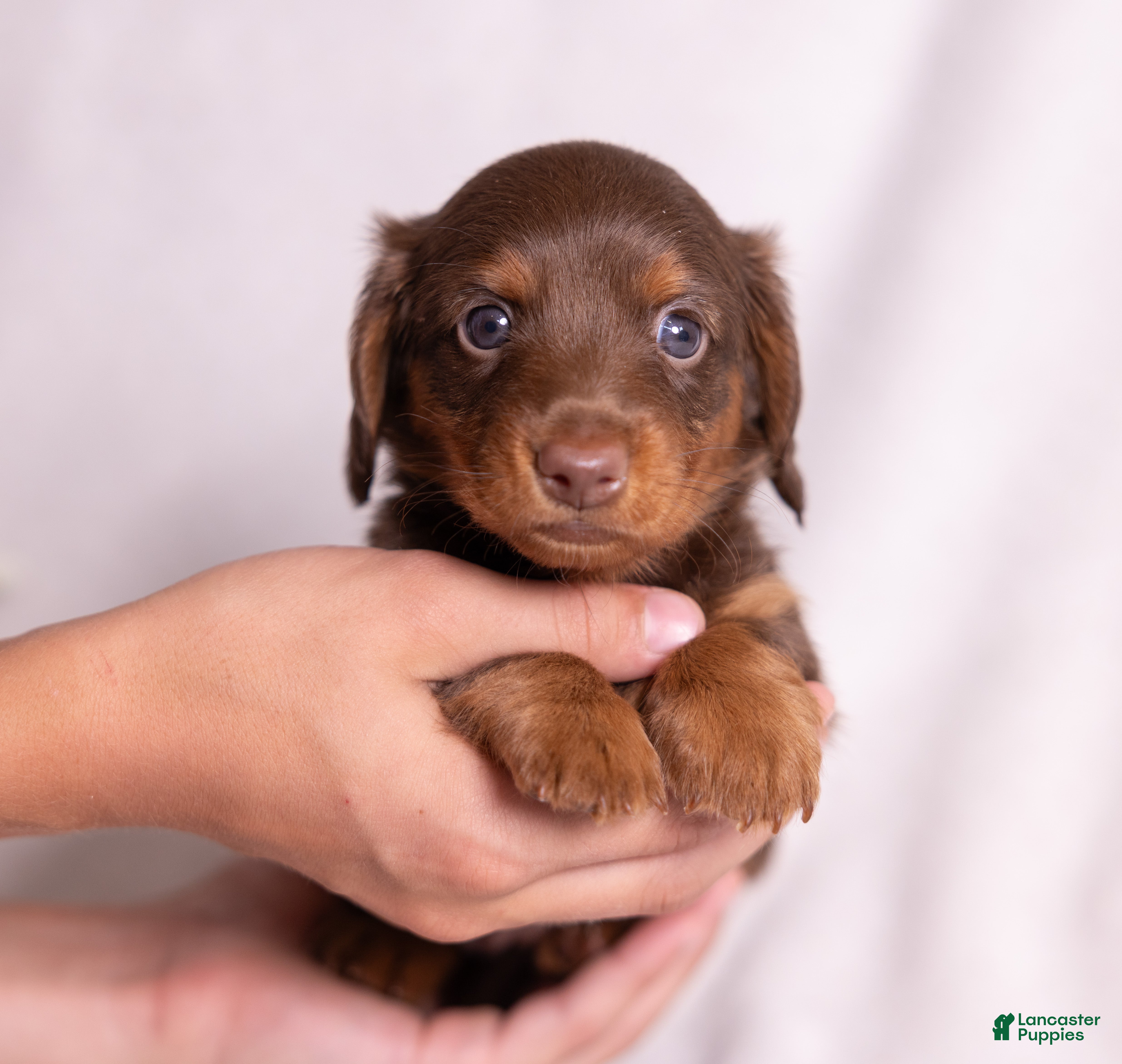 Miniature Dachshund dogs Rosie - Ad 1