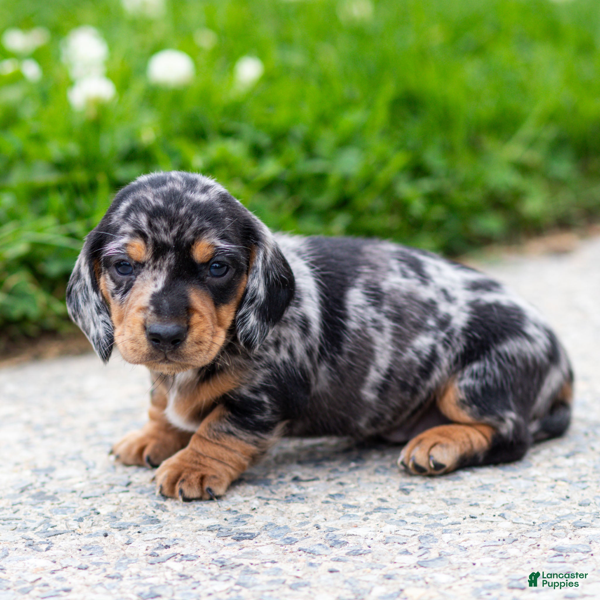 Miniature Dachshund dogs Colt Miniature Dachshund Puppy  - Ad 2