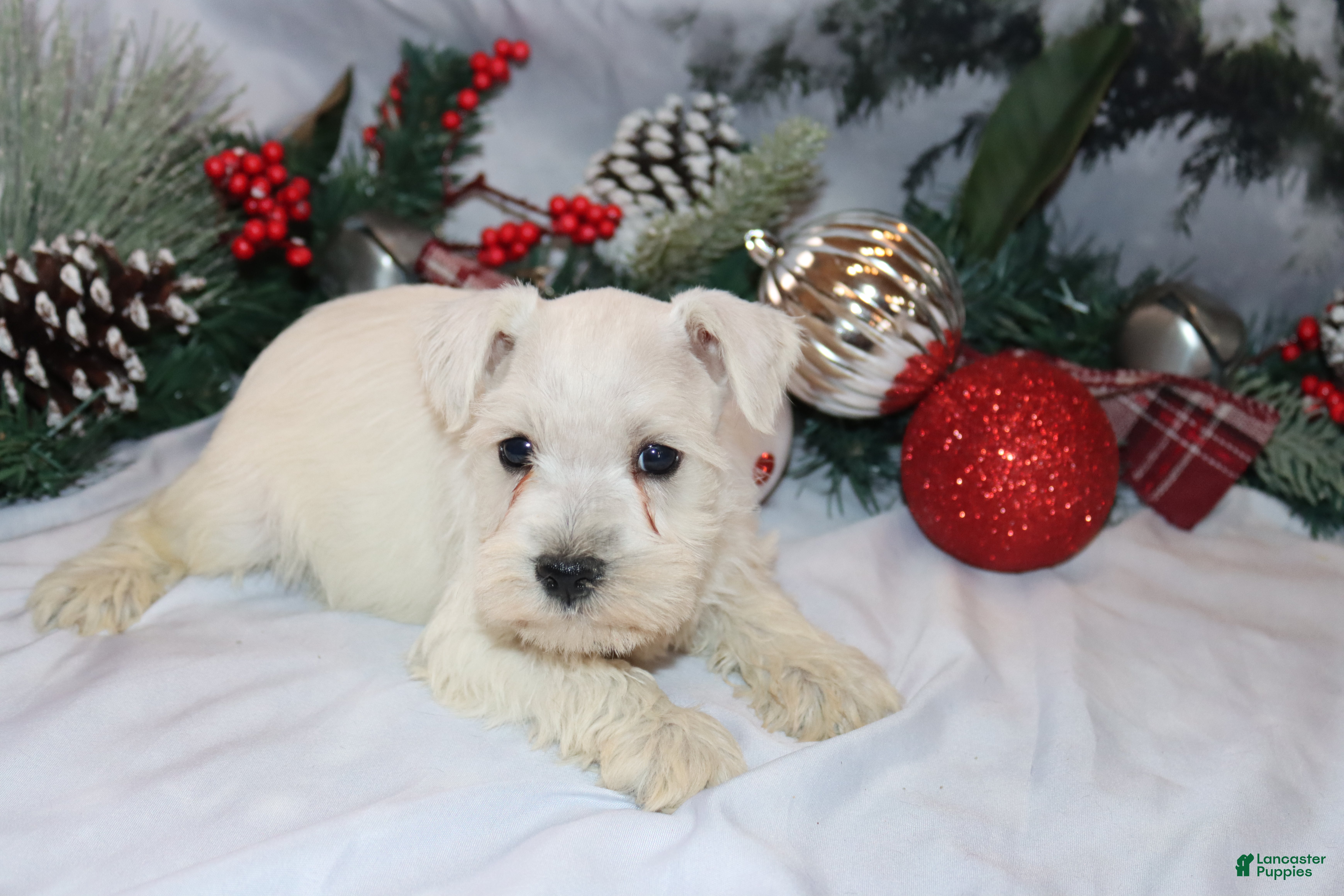 Miniature Schnauzer dogs simba - Ad 38