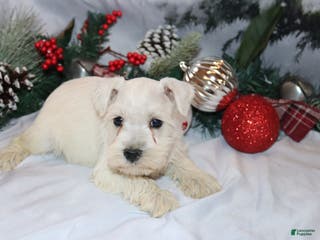 Miniature Schnauzer dogs simba - Ad 38