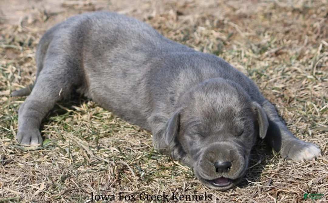 Great Dane dogs for sale: Heather - Ad 5