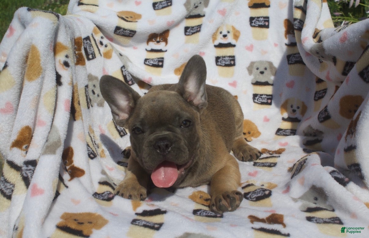 French Bulldog dogs French Bulldog 1 - Ad 2