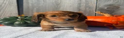 Miniature Dachshund dogs for sale: Autumn - Ad 4
