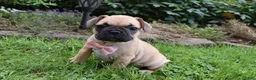 Frug dogs for sale: Monica  - Ad 5