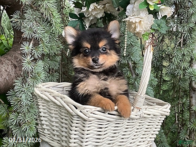 Pomeranian dogs Coffee - Ad 1