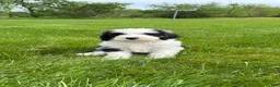 Sheepadoodle dogs for sale: Brie - Ad 4