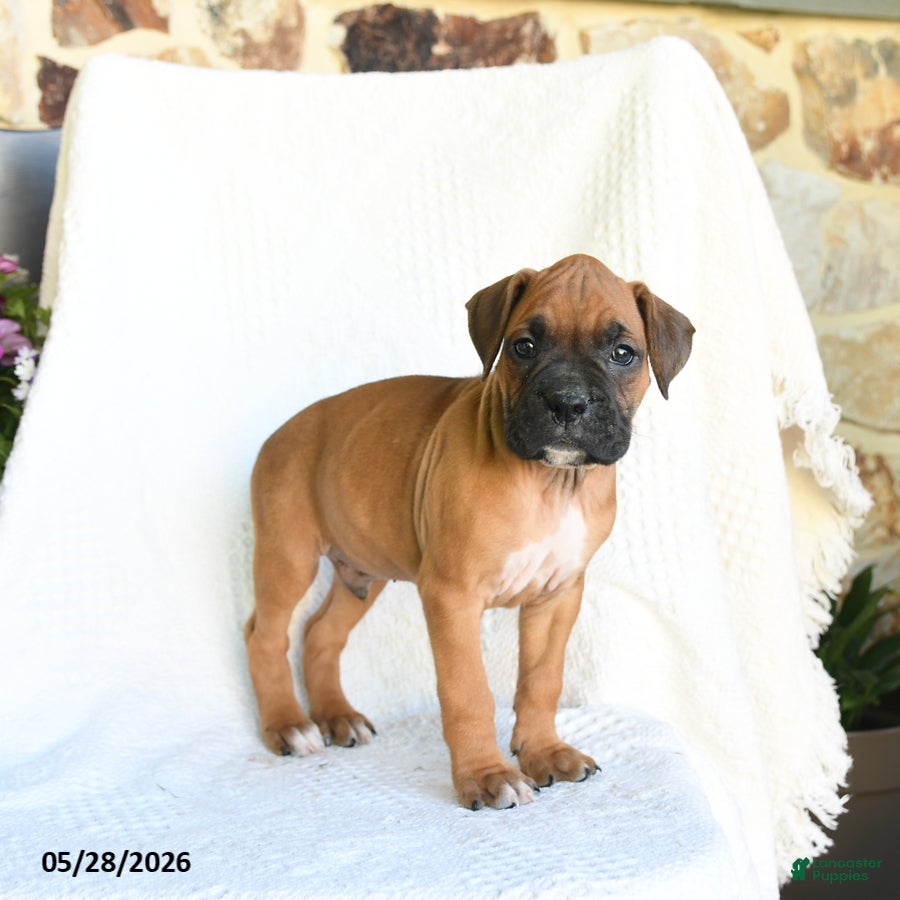Boxer dogs Ranger - Ad 2