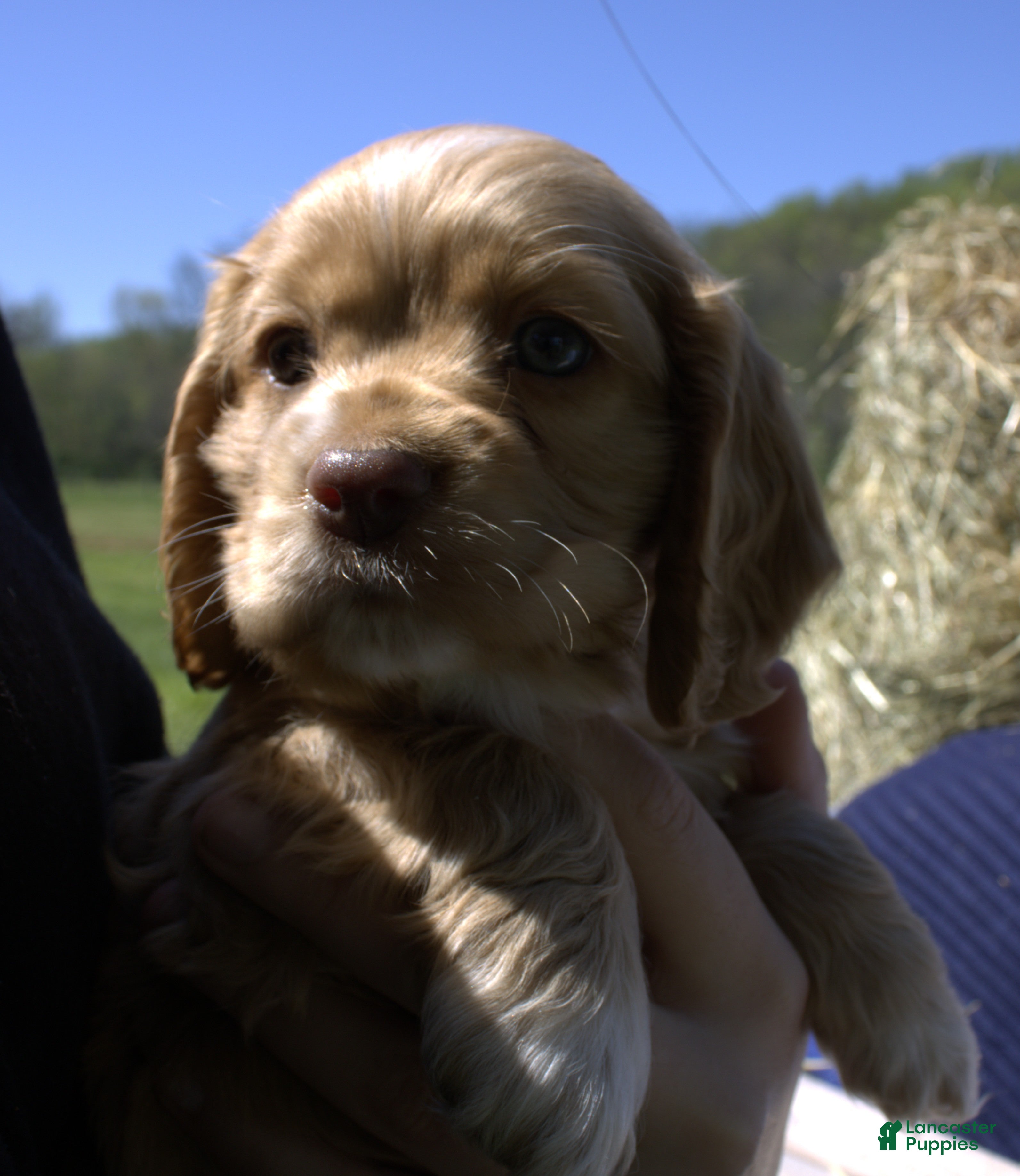 Cocker Spaniel dogs Snuggles - Ad 2
