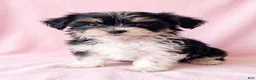 Mixed Breed dogs for sale: Sugar - Ad 3