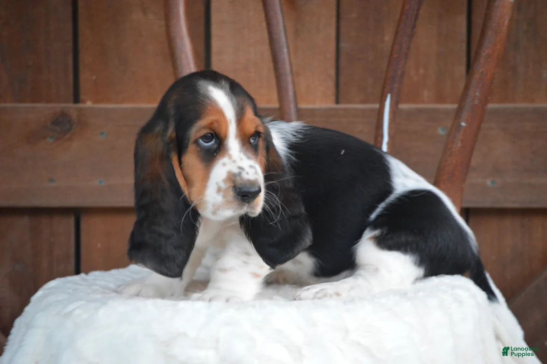 Basset Hound dogs for sale: Oakley - Ad 3