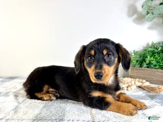 Mixed Breed dogs Daisy - Ad 21