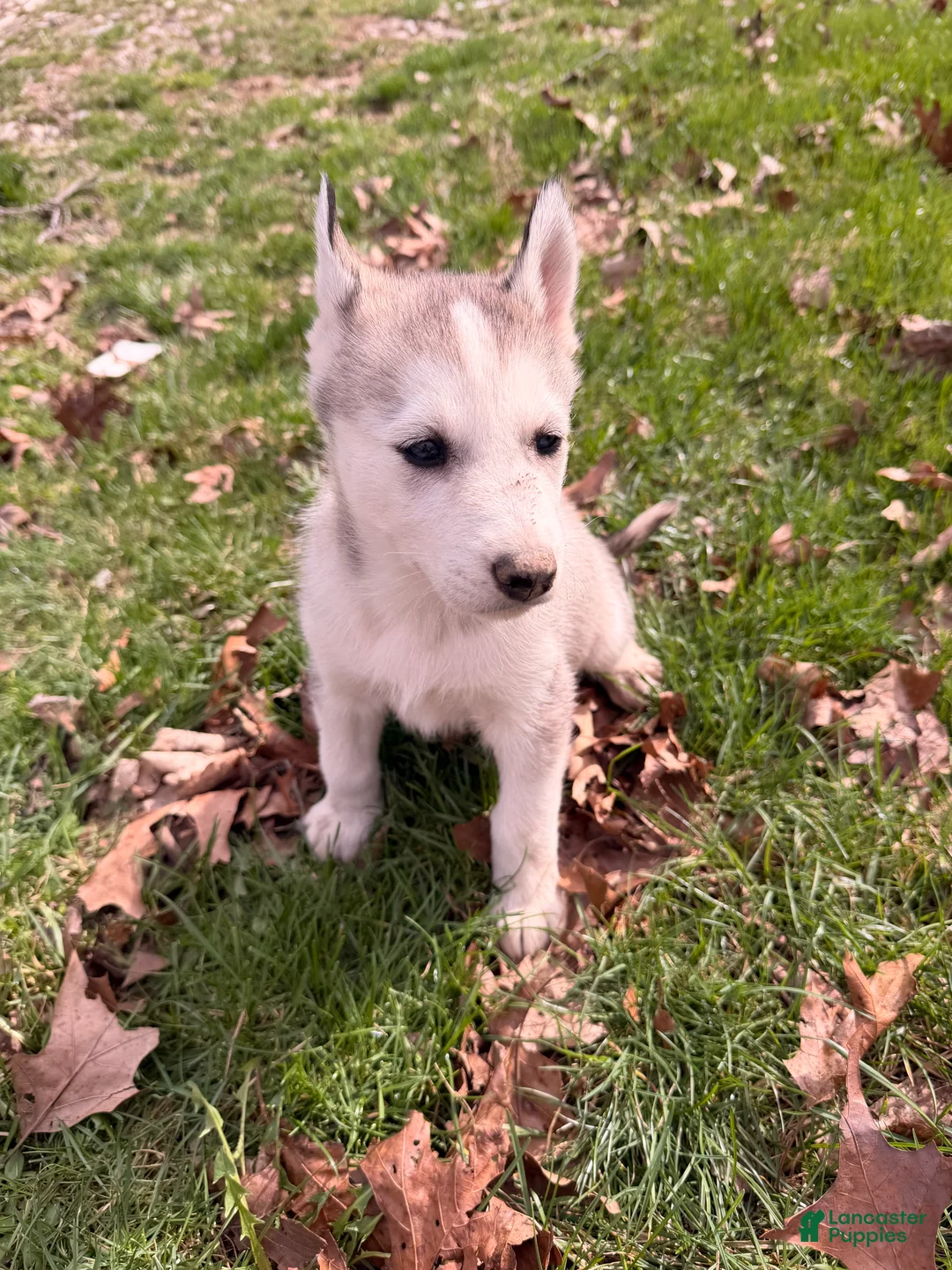 Siberian Husky dogs for sale: Lilly  - Ad 1