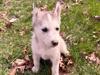 Siberian Husky dogs Lilly - Ad 20