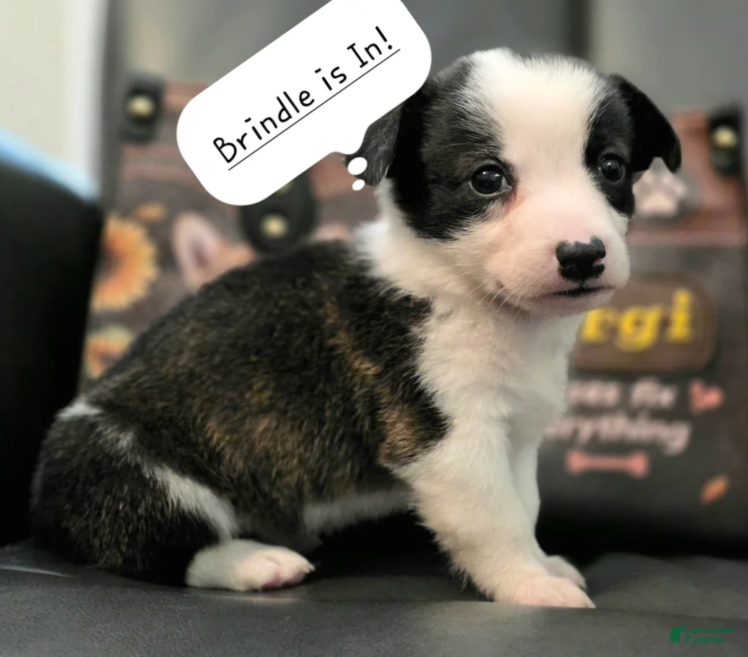 Mixed Breed dogs for sale: SWIRLY  - Ad 1