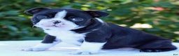 Boston Terrier dogs for sale: Gus - Ad 2