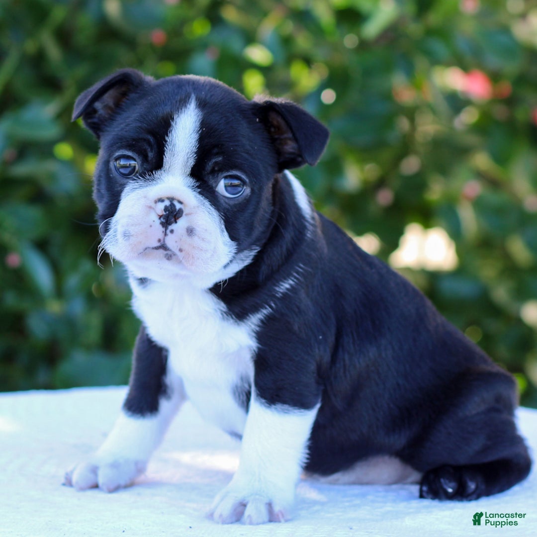 Boston Terrier dogs for sale: Gus - Ad 2