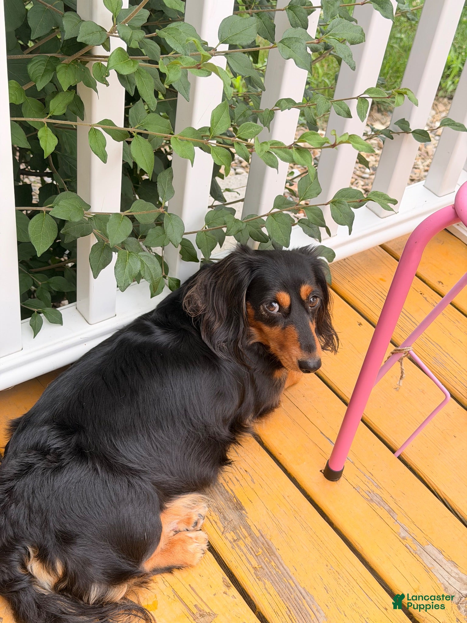 Dachshund dogs Dachshund 3 - Ad 2