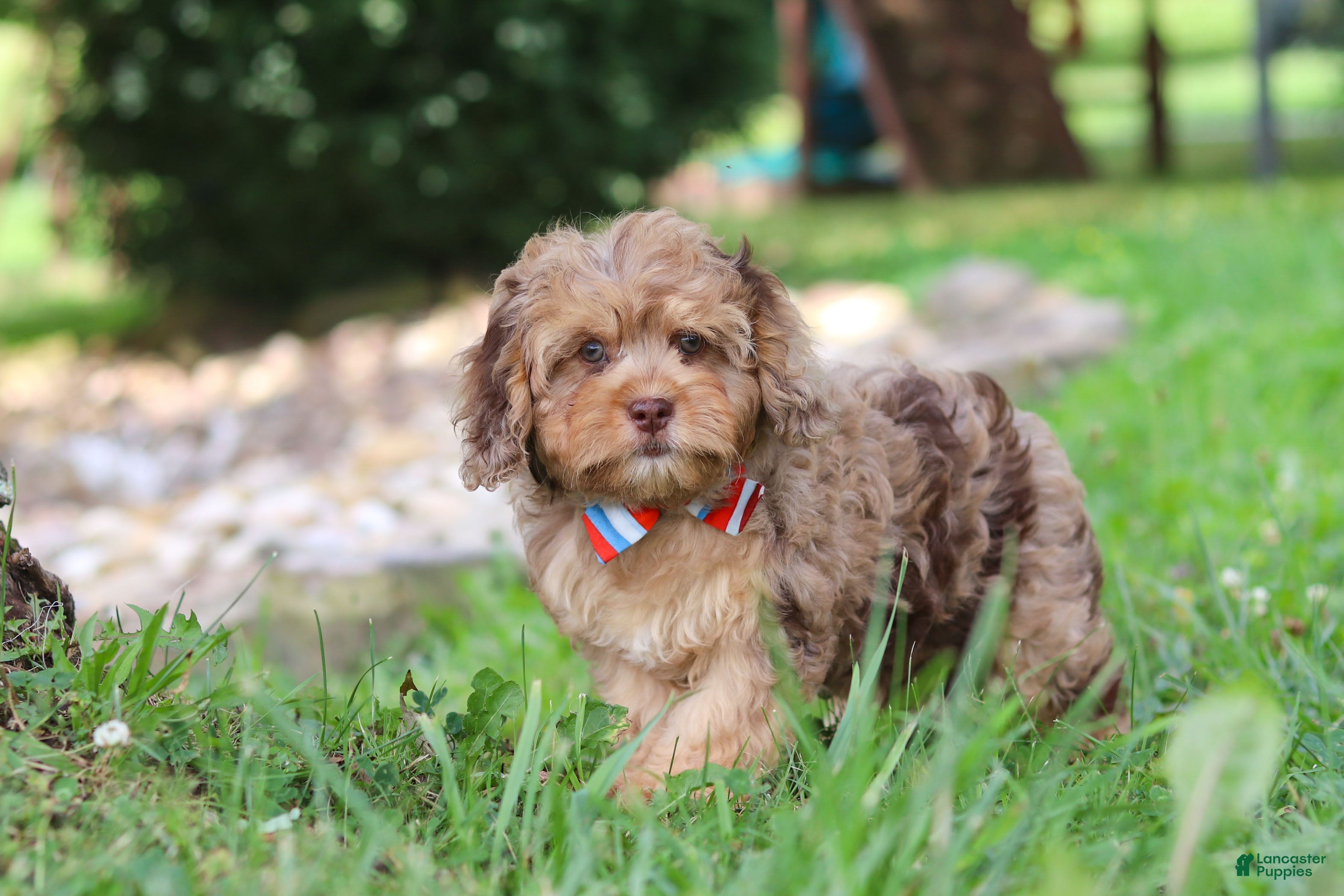 Cavapoo dogs Chico - Ad 2