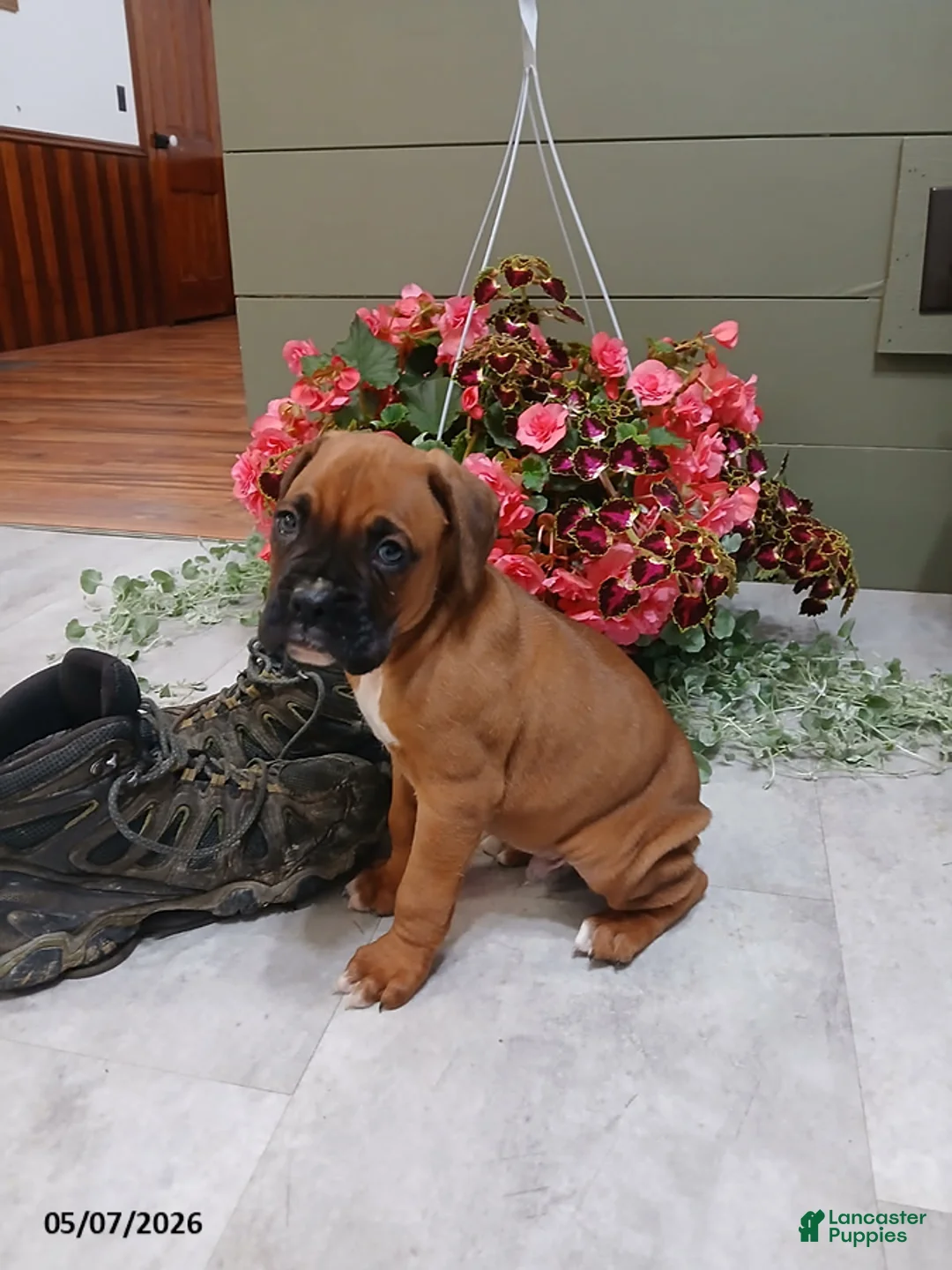 Boxer dogs for sale: Max - Ad 2