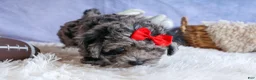 Bichpoo dogs for sale: NORMAN - Ad 20