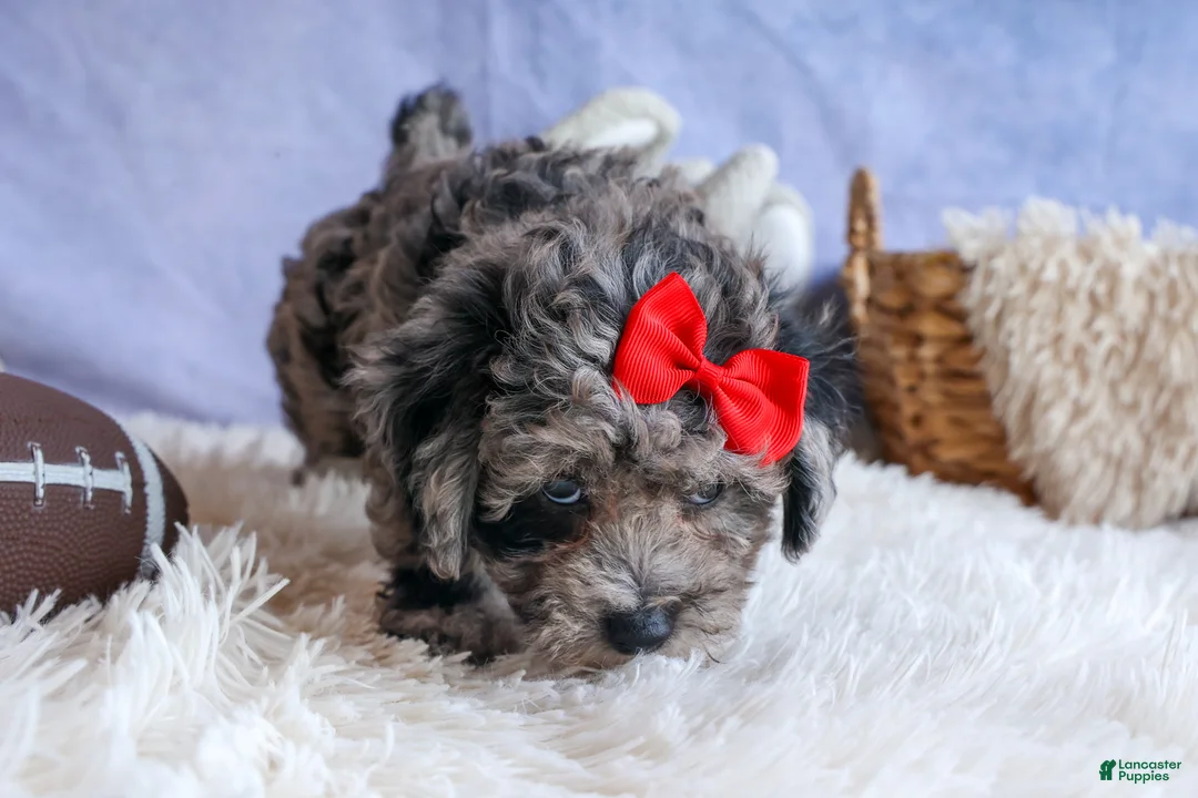 Bichpoo dogs for sale: NORMAN - Ad 20
