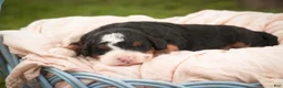 Bernedoodle dogs for sale: Ridge Miniature Bernedoodle  - Ad 3