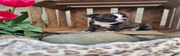 Boston Terrier dogs for sale: Rambow - Ad 5