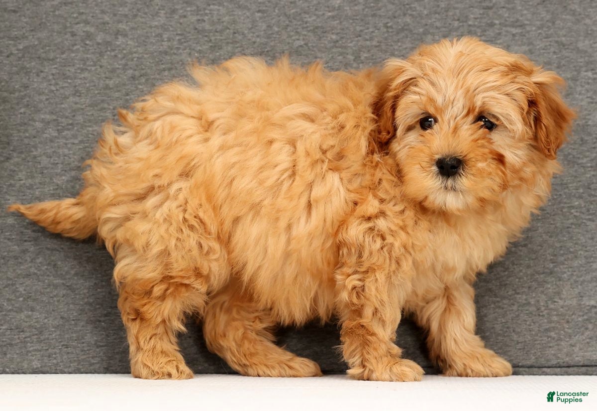 Mini Goldendoodle dogs Fairy - Ad 14