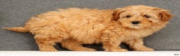 Mini Goldendoodle dogs for sale: Fairy - Ad 1