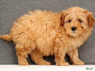 Mini Goldendoodle dogs Fairy - Ad 14